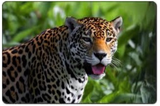 message jaguar